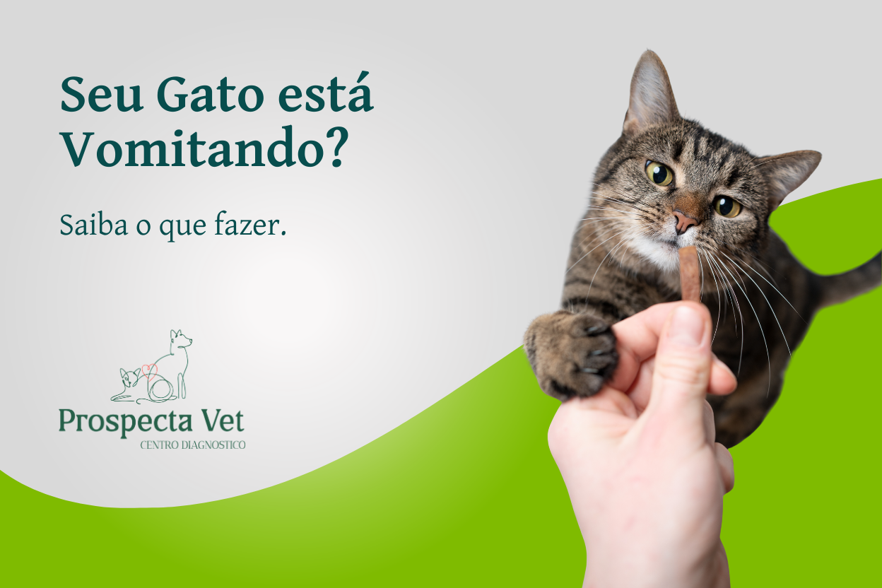 Seu Gato está vomitando? Saiba o que fazer