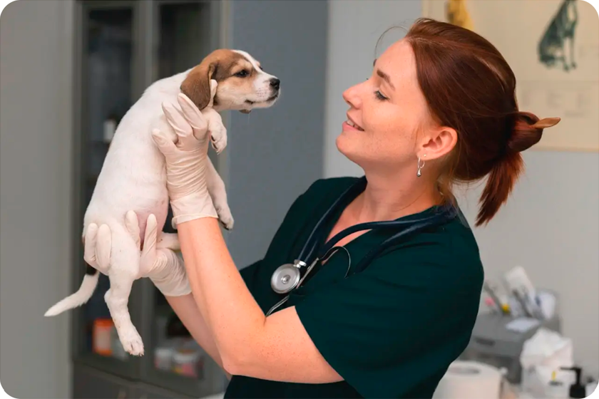 As melhores consultas especializadas para cães e gatos em São Paulo