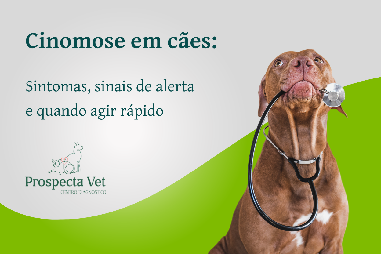 Cinomose em cães: sintomas, sinais de alerta e quando agir rápido