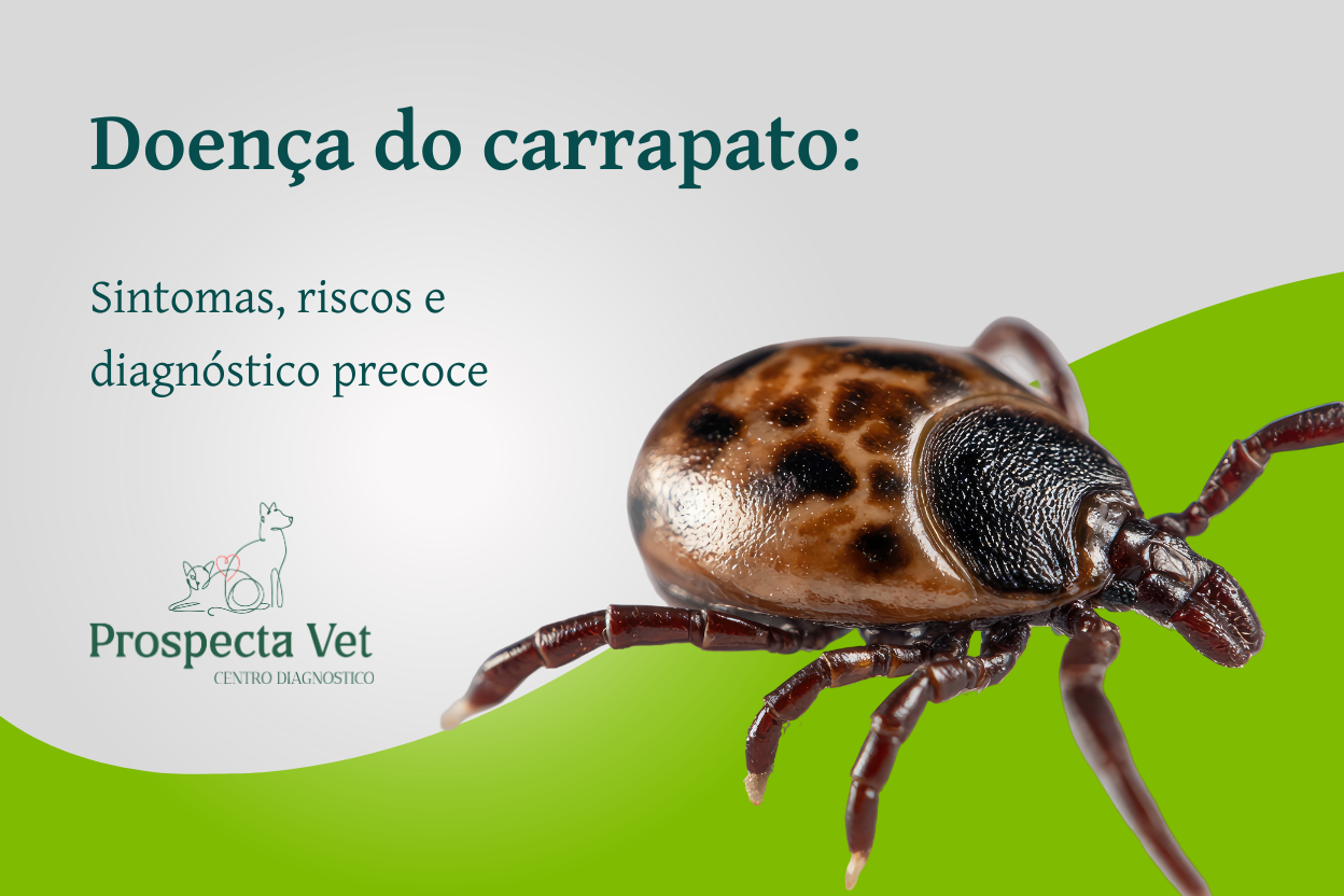 Doença do carrapato em cachorros: sintomas, riscos e diagnóstico precoce