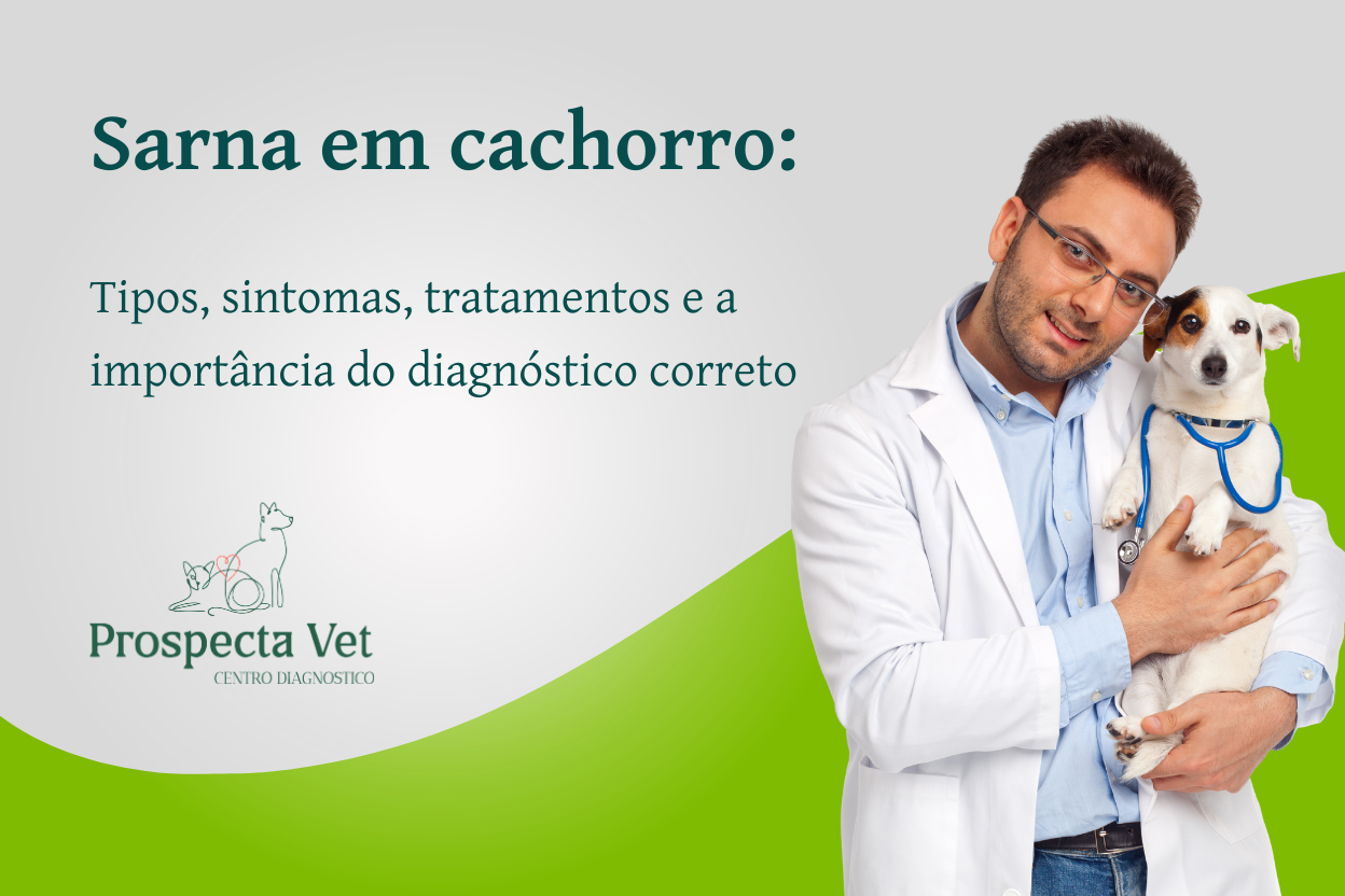 Sarna em cachorro: tipos, sintomas, tratamentos e a importância do diagnóstico correto