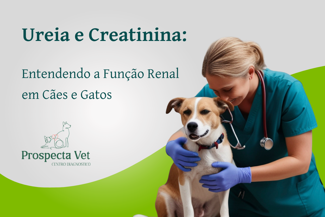 Ureia e Creatinina: Entendendo a Função Renal em Cães e Gatos