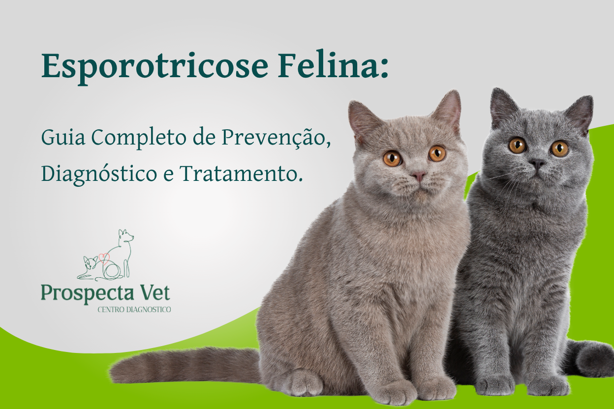 Esporotricose em Gatos: Guia Completo de Prevenção, Diagnóstico e Tratamento.