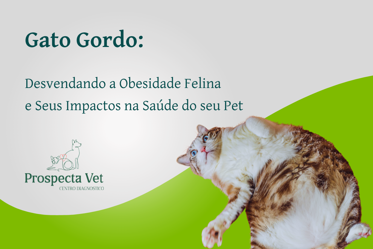 Gato Gordo: Desvendando a Obesidade Felina e Seus Impactos na Saúde do seu Pet
