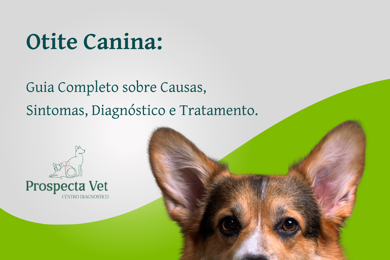 Otite Canina: Guia Completo para Tutores sobre Causas, Sintomas, Diagnóstico e Tratamento