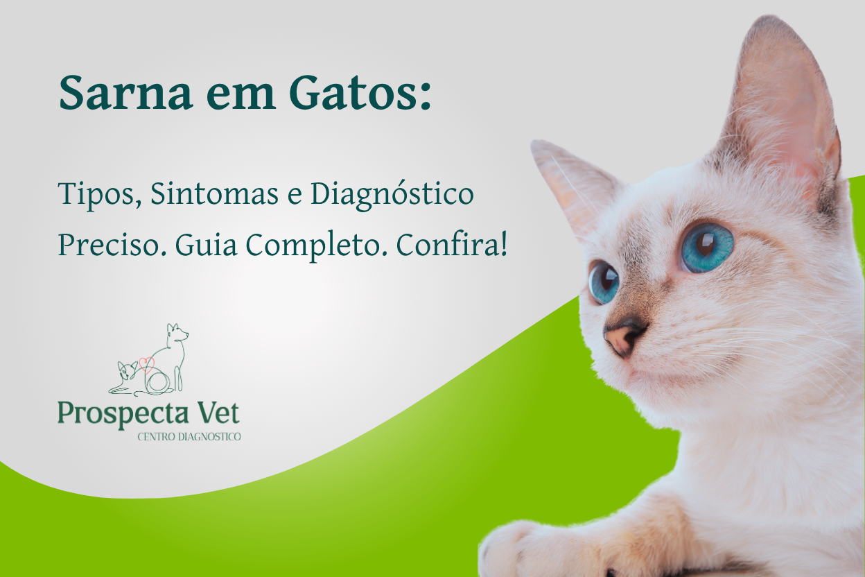 Sarna em Gatos: Tipos, Sintomas e Diagnóstico Preciso