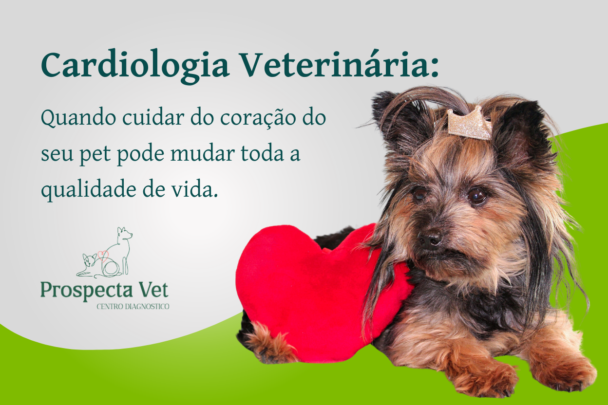 Cardiologia Veterinária: quando cuidar do coração do seu pet pode mudar toda a qualidade de vida